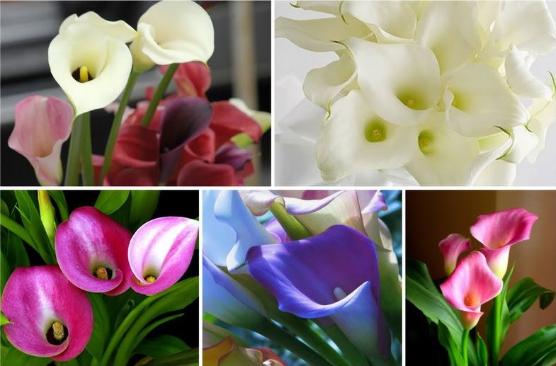 Tips Top 10 Flowers for Wedding Bouquets The Details Weddingstar Blog